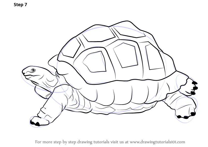 How to Draw a Tortoise (Zoo Animals) Step by Step