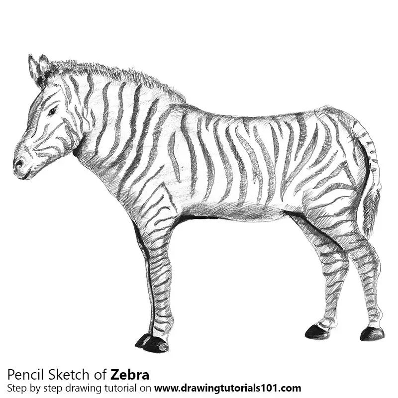 Zebra Pencil Drawing - How to Sketch Zebra using Pencils