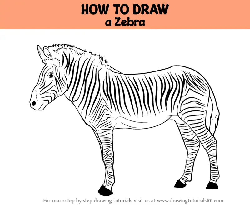 Easy How to Draw a Zebra Tutorial and Zebra Coloring Page