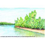 How to Draw Sunderban National Park