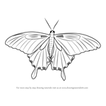 How to Draw a Decorative Butterfly