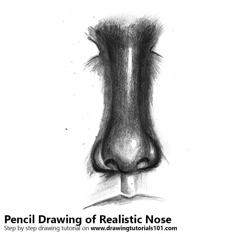 Realistic Nose Pencil Drawing