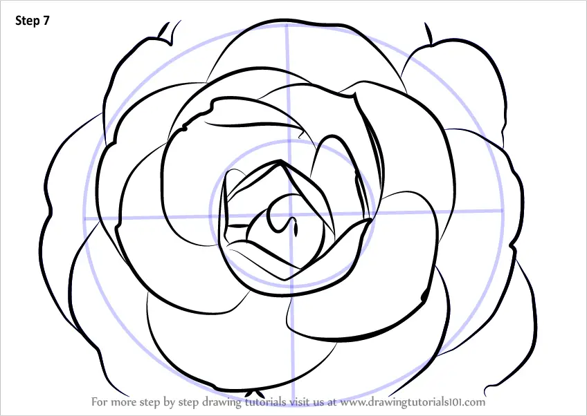 How to Draw a Camellia Flower (Camellia) Step by Step