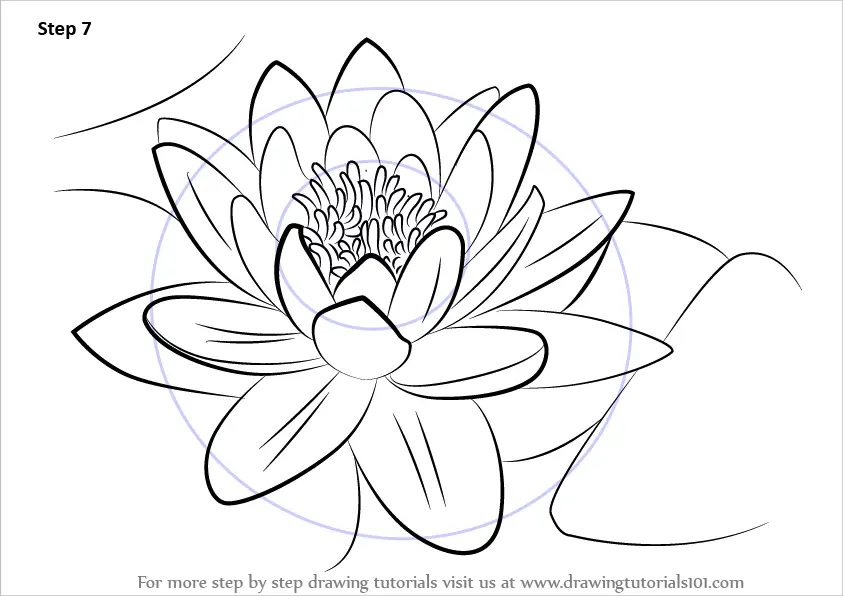 Learn How to Draw a Water Lily (Lily) Step by Step : Drawing Tutorials