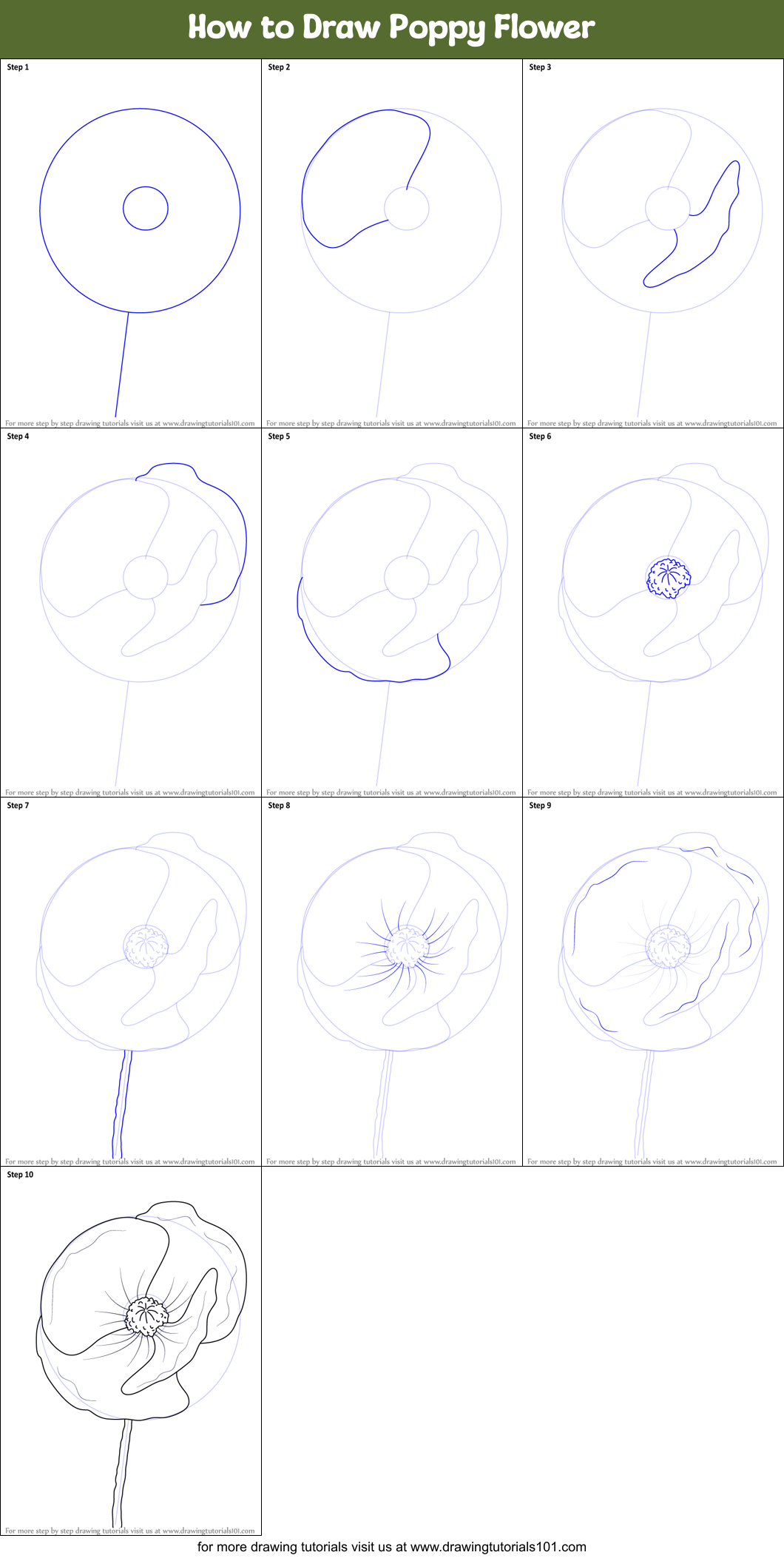 How To Draw Poppy Flower Poppy Step By Step DrawingTutorials101