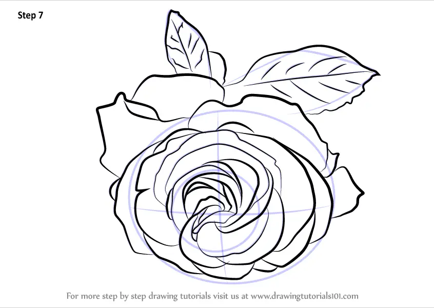 How to Draw a Cherry Red Rose (Rose) Step by Step | DrawingTutorials101.com