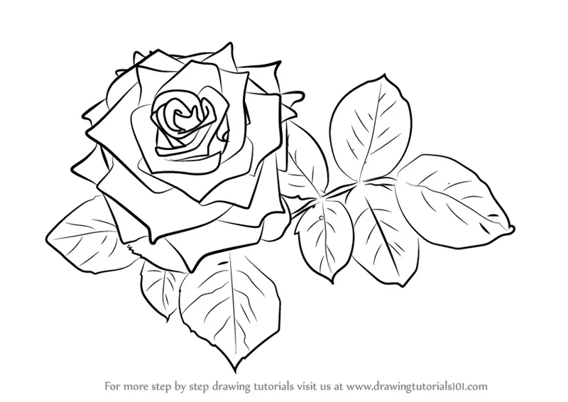Premium Vector  Red rose with leaves