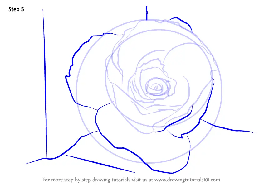 How to Draw a Rose Closeup (Rose) Step by Step | DrawingTutorials101.com