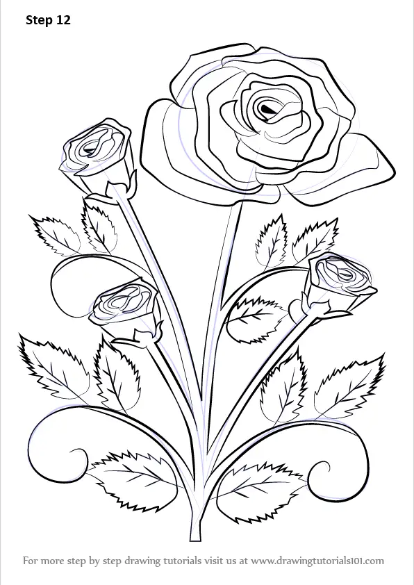 How to Draw a Rose Plant (Rose) Step by Step