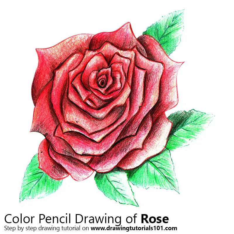 Rose Colored Pencils - Drawing Rose with Color Pencils