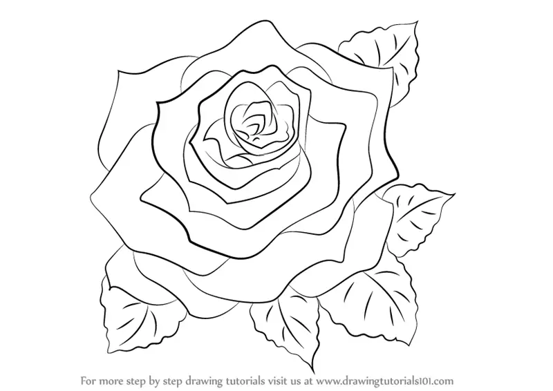 Learn How to Draw a Rose (Rose) Step by Step : Drawing Tutorials