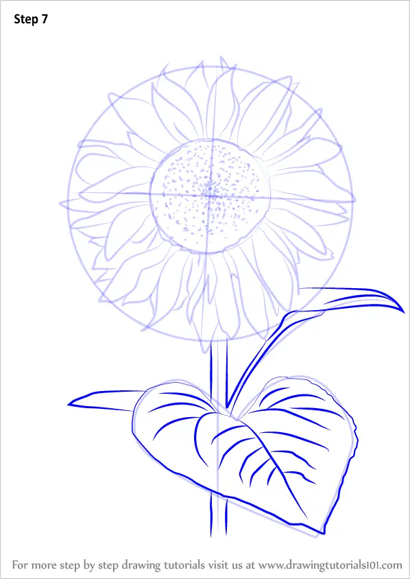 Simple Drawing Easy Step By Step Sketch Sunflower for Beginner