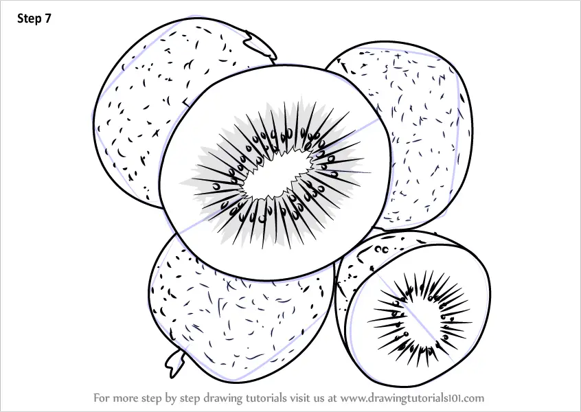 Learn How to Draw Chinese gooseberry (Fruits) Step by Step : Drawing
