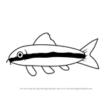 How to Draw a Algae-Eater Fish for Kids