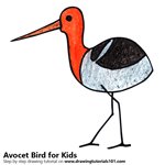 How to Draw an Avocet Bird for Kids