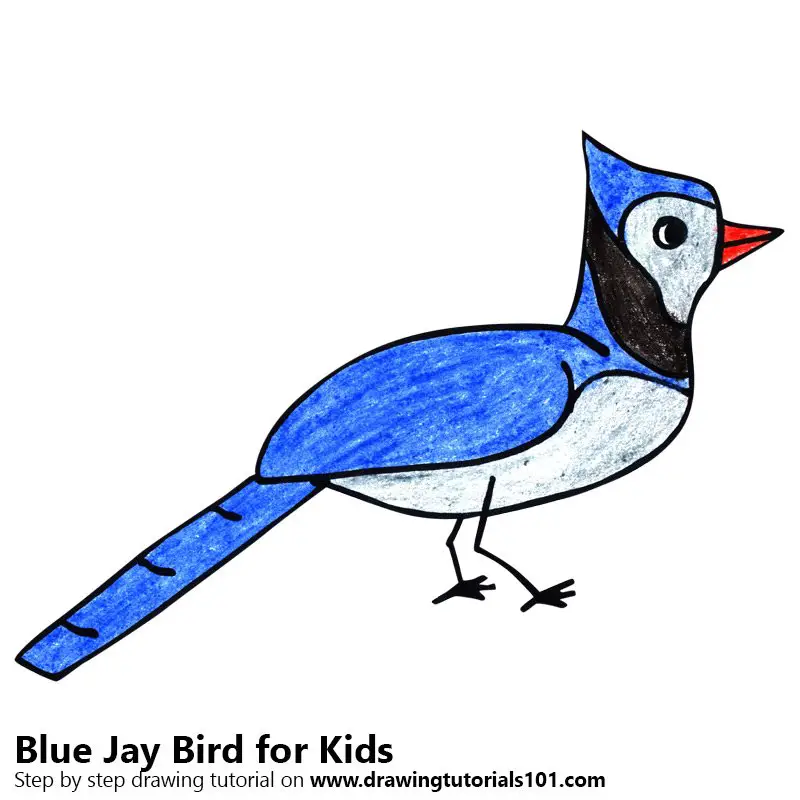 Learn How To Draw A Blue Jay Bird For Kids Animals For Kids Step By Step Drawing Tutorials