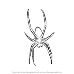How to Draw Garden Spider for Kids