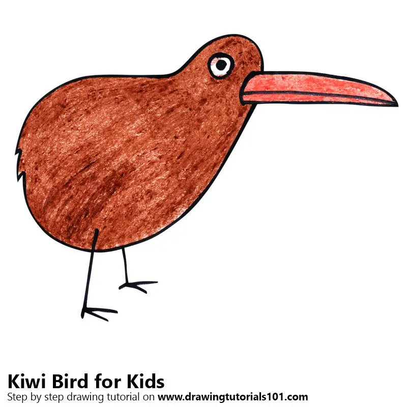 How To Draw A Kiwi Bird Easy Drawing Tutorial For Kid - vrogue.co
