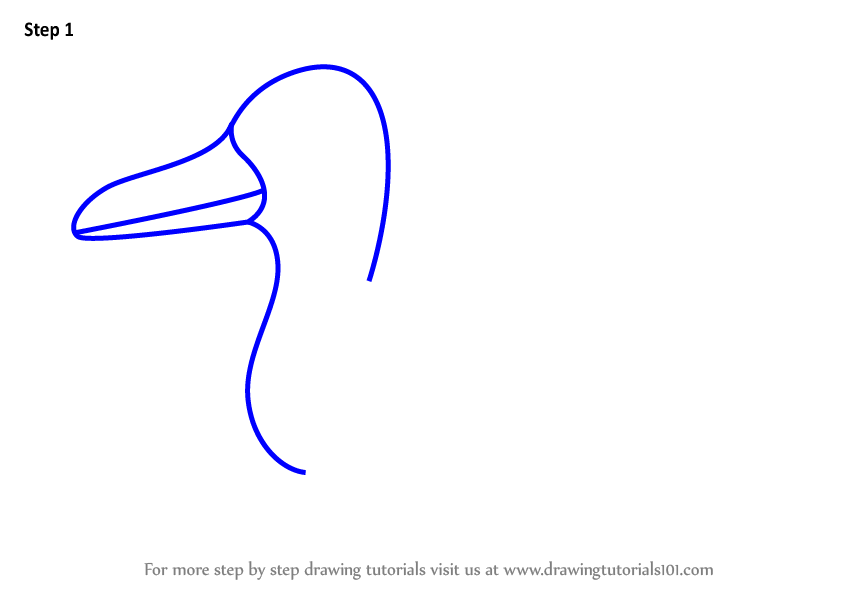 How to Draw a Northern Pintail for Kids (Animals for Kids) Step by Step ...