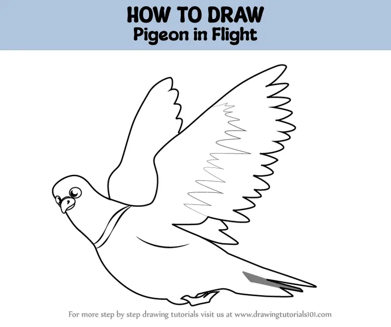 How to Draw a Pigeon - Step by Step Guide