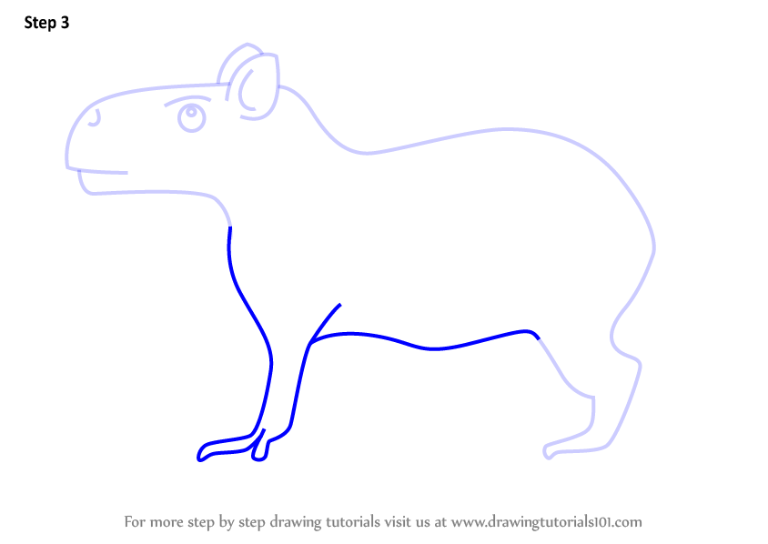 Capybara Drawing Tutorial