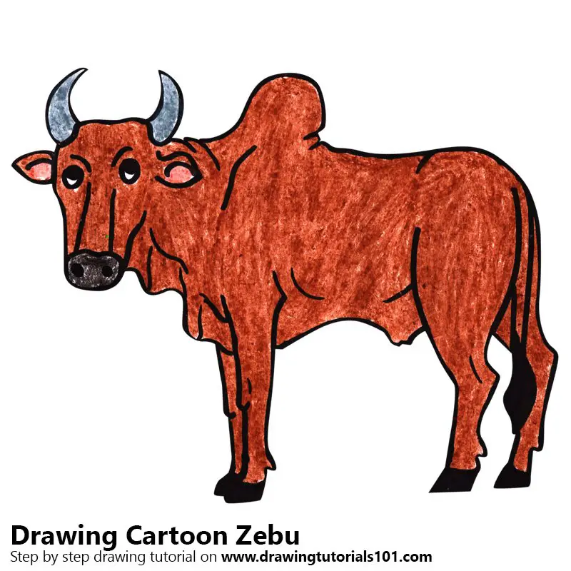 Cartoon Zebu Color Pencil Drawing