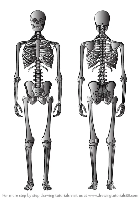 drawing of skeleton body Online Sale, UP TO 59% OFF