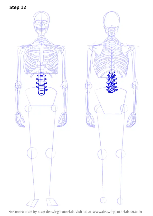 Learn How To Draw A Skeleton Everyday Objects Step By Step Drawing Tutorials 