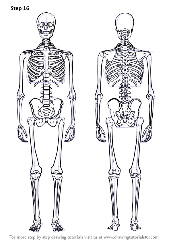 simple skeletal system