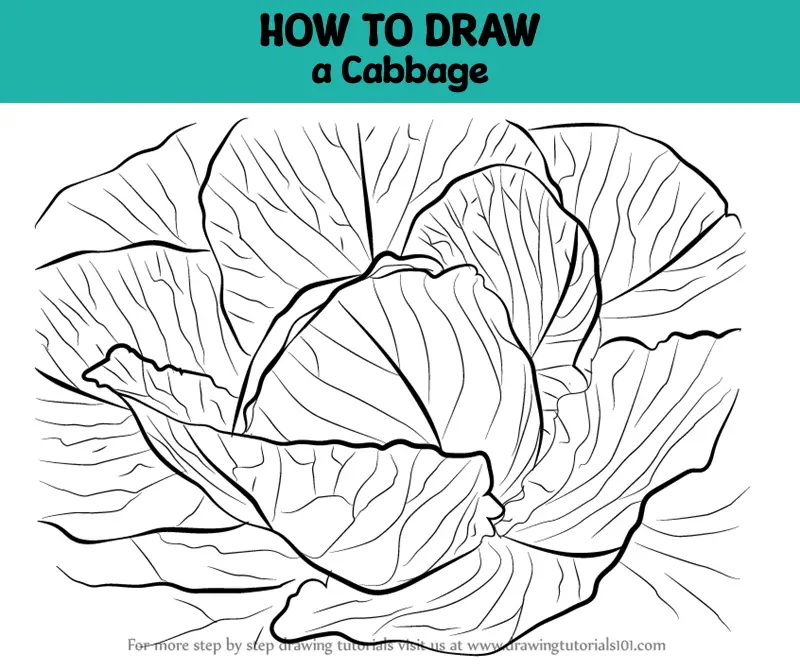 Cut Cabbage Drawing by Lisa Goesling | Saatchi Art