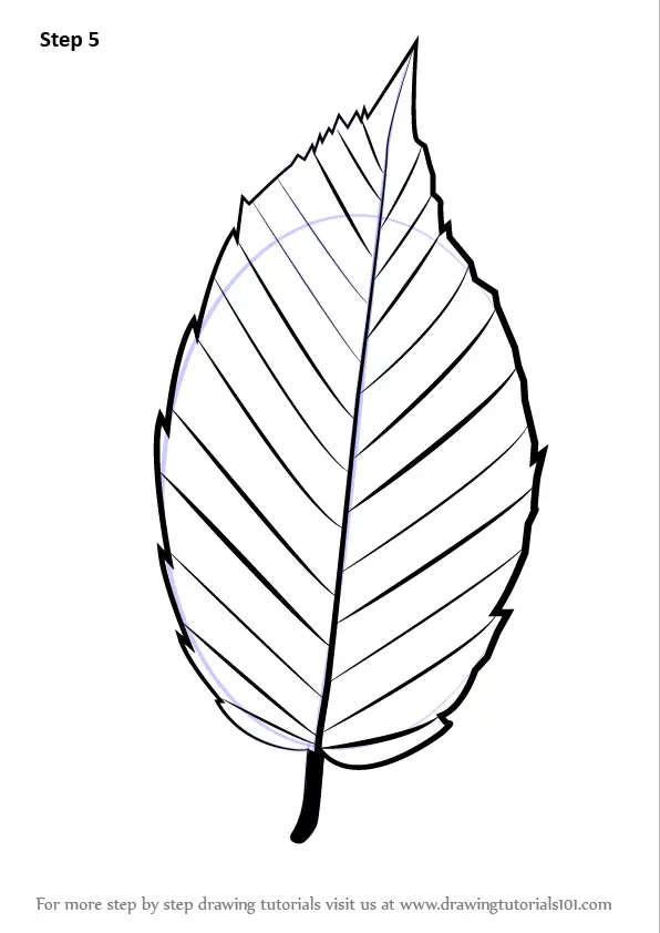 How to Draw a Leaf (Plants) Step by Step
