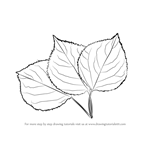 How to Draw Leafs