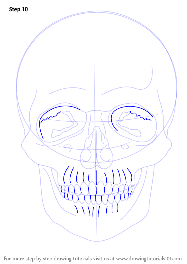 How to Draw a Skull (Skulls) Step by Step