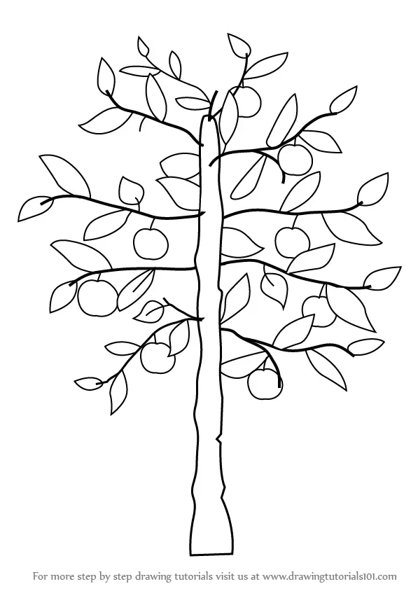 apple trees drawing